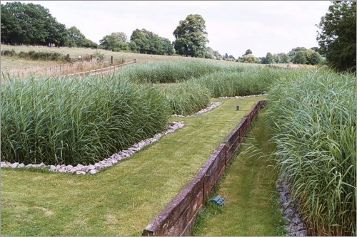 Lush green grass flanked by tall reeds and stone borders in a serene countryside landscape.