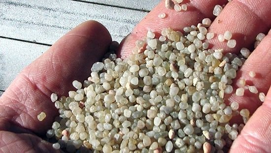 Hands holding small, round quinoa grains over a wooden surface.