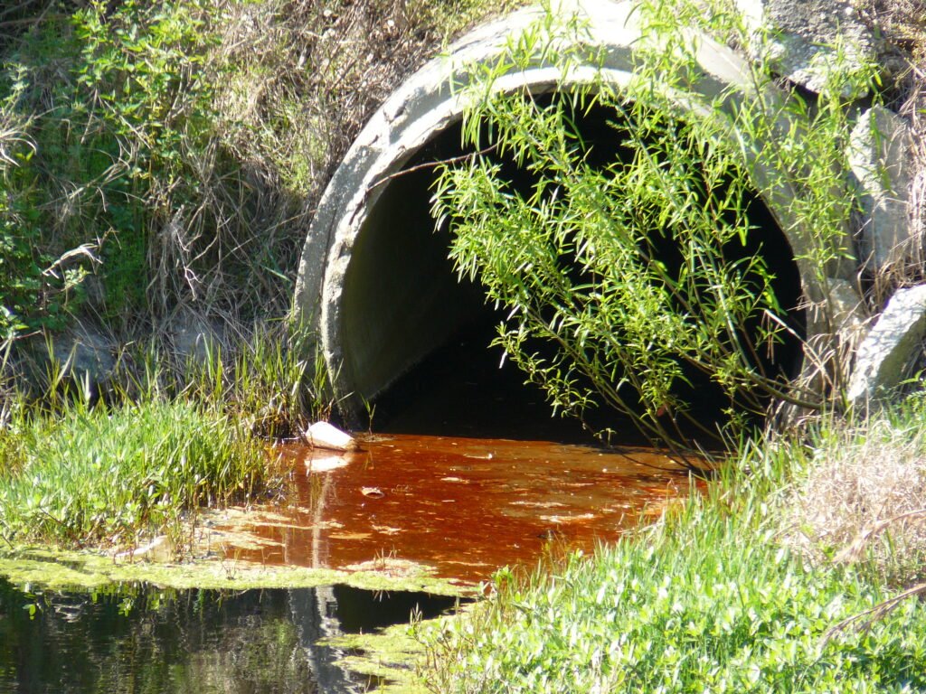 Drainpipe with overgrown plants, discharging reddish water into a grassy, algae-filled area.