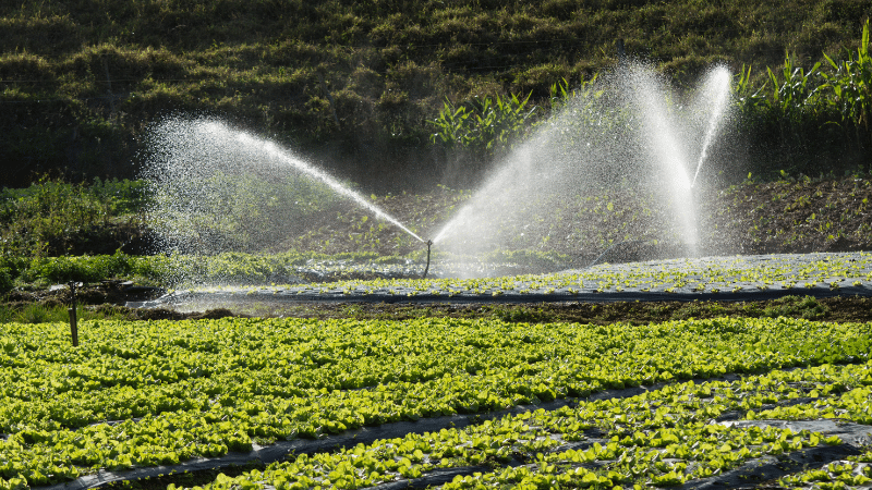 A lush green vegetable field with rows of leafy plants is being watered by two large sprinklers, boosting crop yields with arcs of water droplets under sunlight. In the background, dense green trees adorn a hillside, embodying the essence of sustainability in farming.